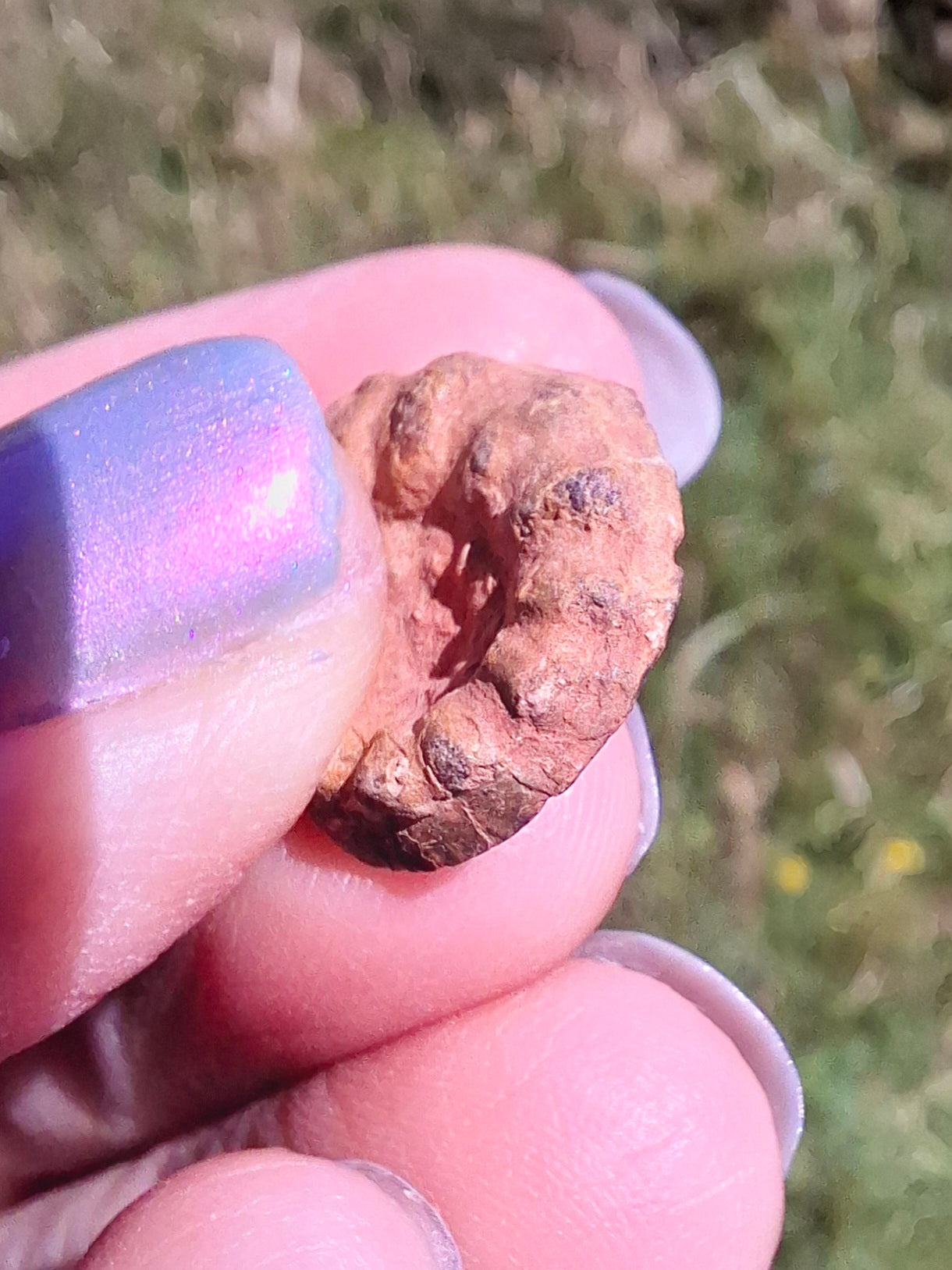 Small Haematite Ammonite HALF, 1.41g, Fossil (Ref: MA6)