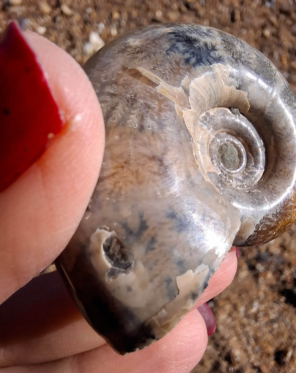 Polished Ammonite, Fossil (Ref: AMM1)