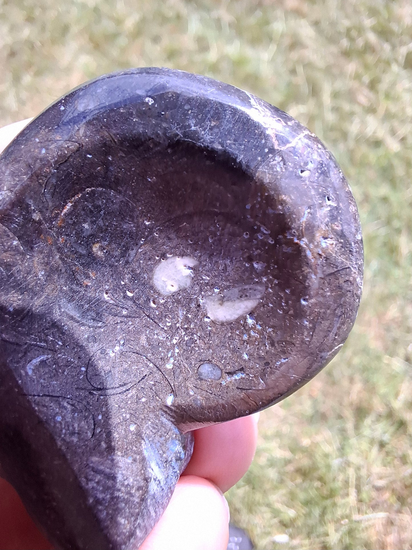 Goniatite, Fossil (Ref: GA8)