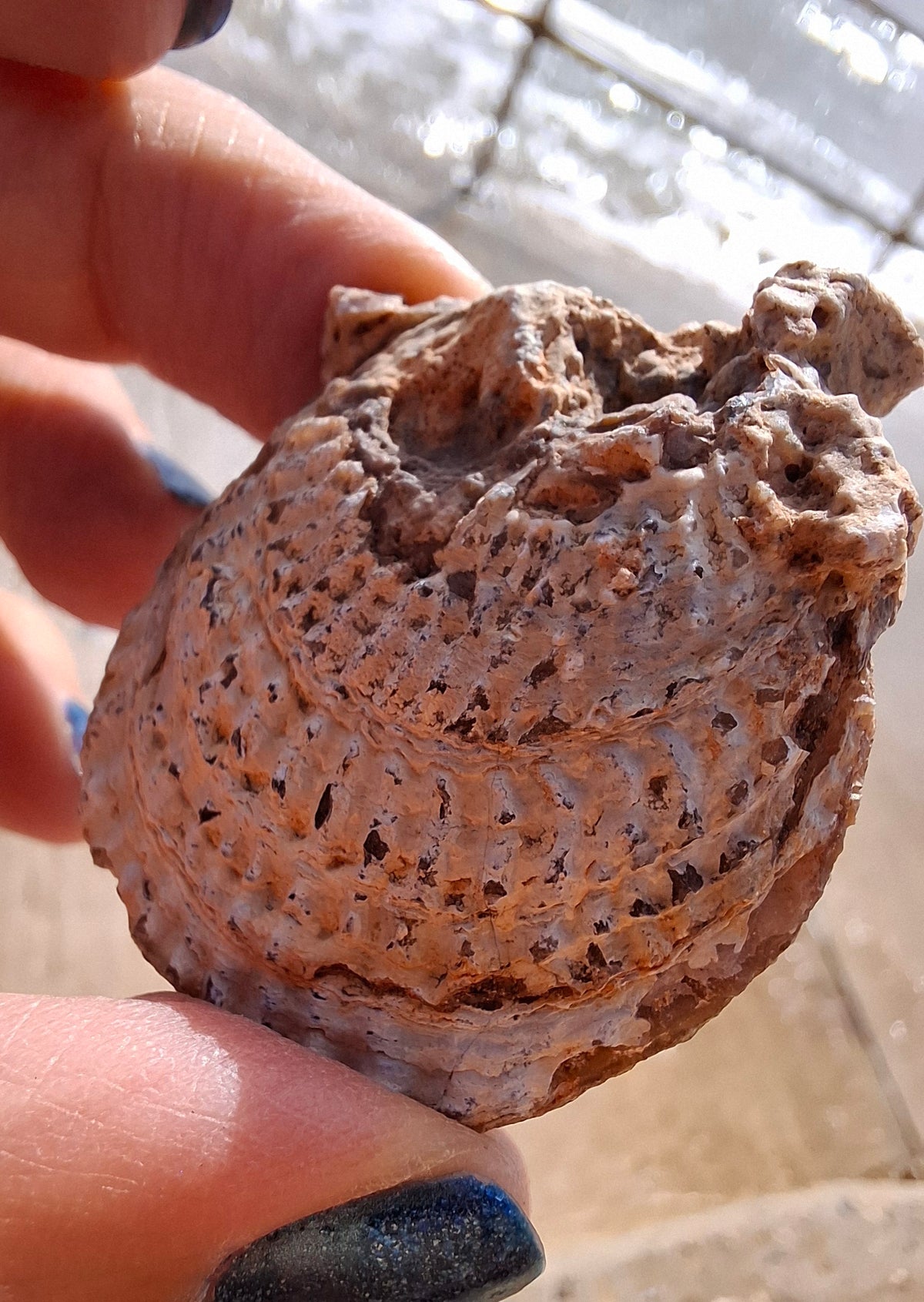 Chalcedony Oyster, Fossil (Ref: FO1)