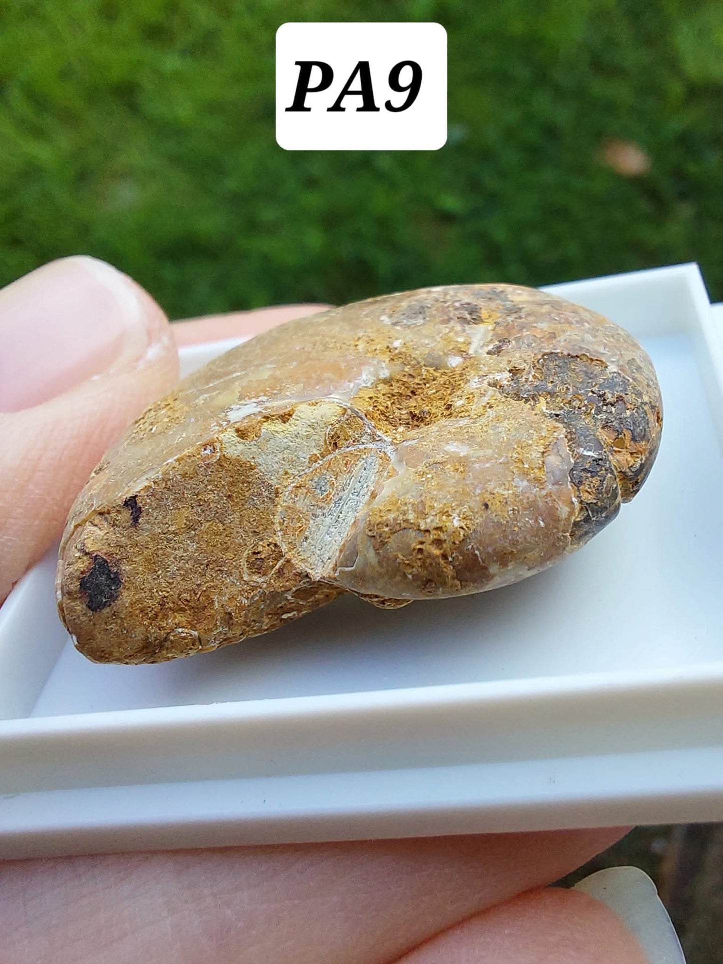 Phylloceras Ammonite, Fossil (Ref: PA9)
