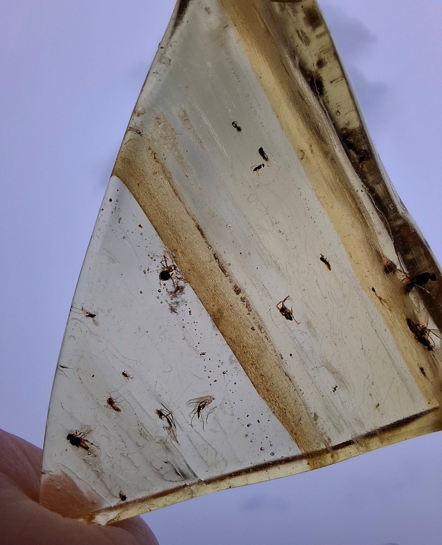 Copal Young Amber with INSECTS inside, 8.39g, Fossil (Ref: CA31)