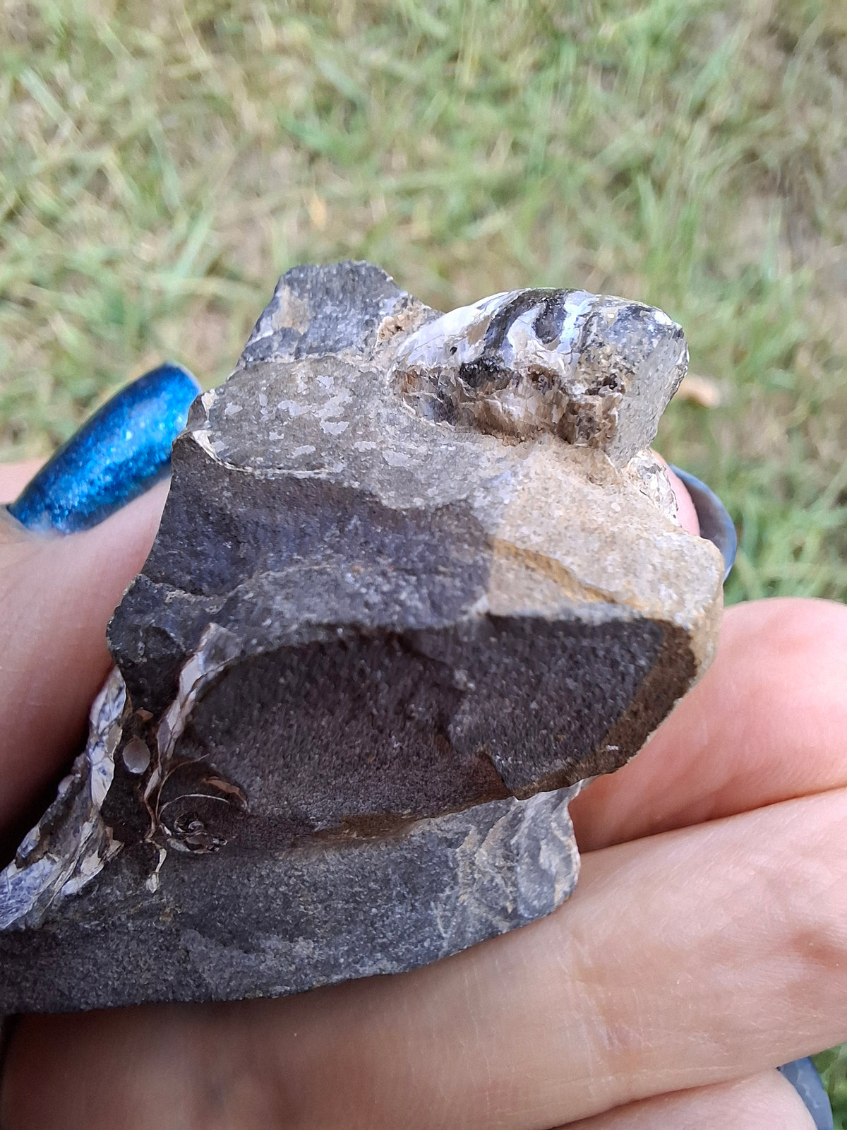 Ammonite Cluster, Fossil (Ref: ACL3)