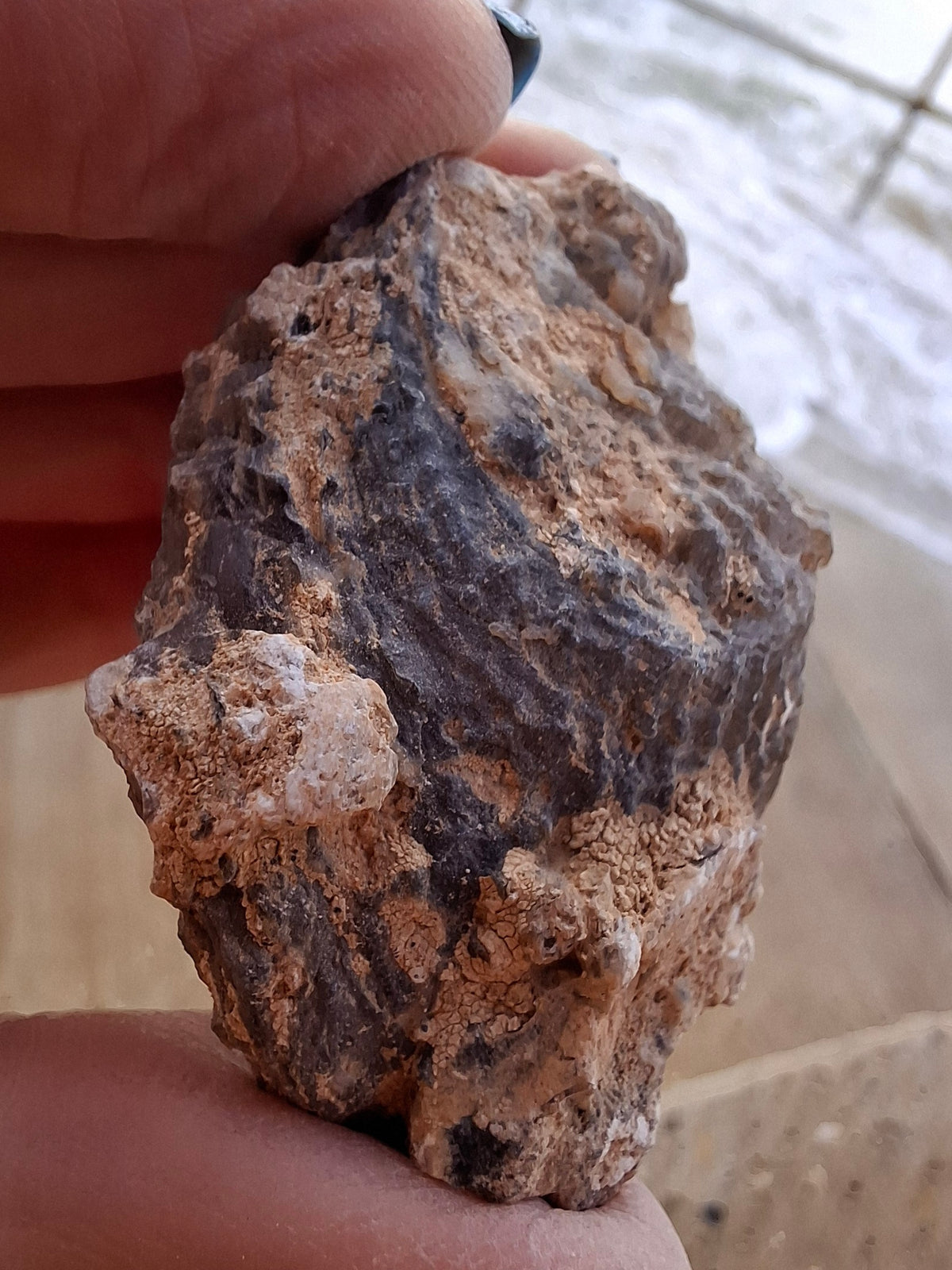 Chalcedony Oyster, Fossil (Ref: FO3)