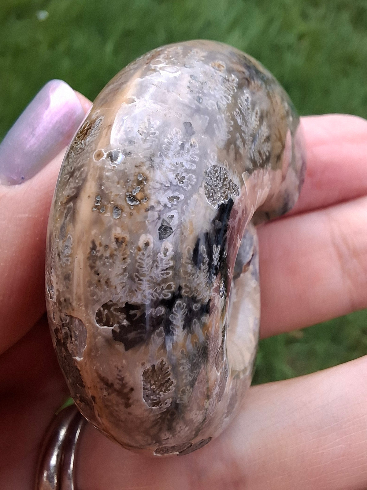 Polished Ammonite, Fossil (Ref: AMM1)