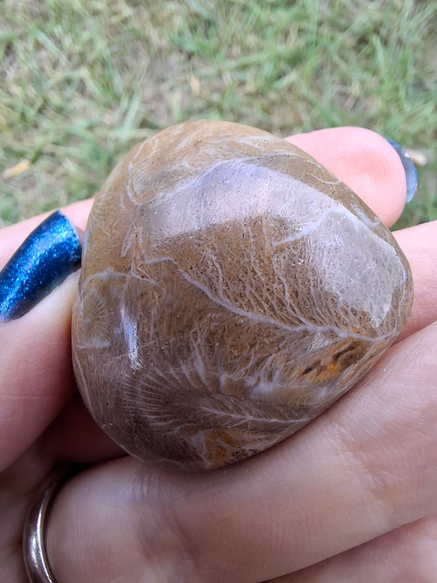 Fossil Coral Heart, (Ref:CoH1)