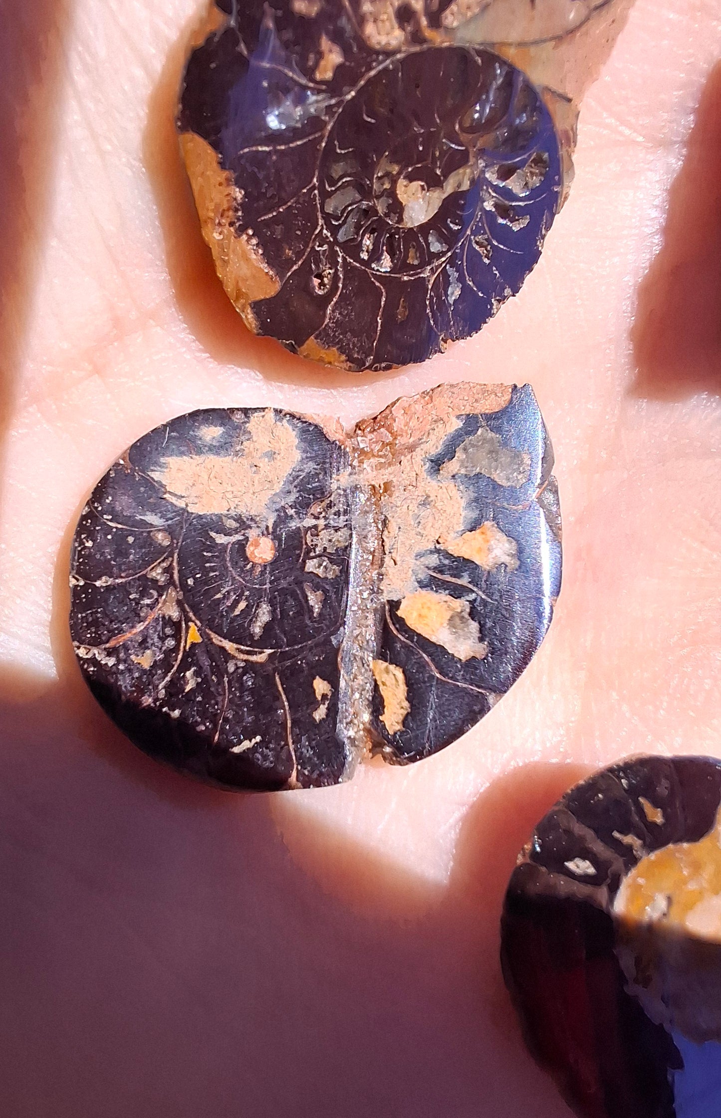 Small Haematite Ammonite Halves BUNDLE, (7 pcs), Fossil (Ref: MA13)