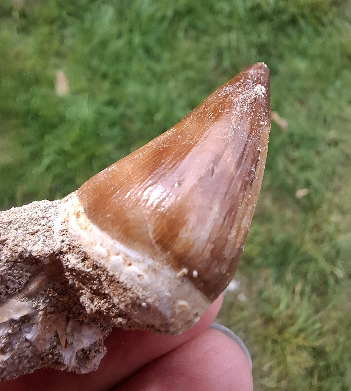 Mosasaurus Tooth with matrix, Fossil, (Ref: MTM1)