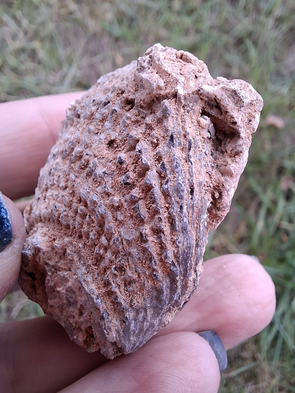 Chalcedony Oyster, Fossil (Ref: FO2)
