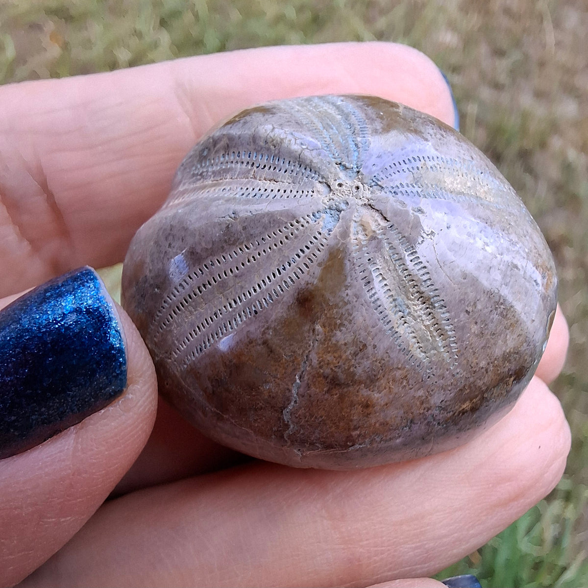 Polished Sea Urchin, Fossil (Ref: SU1)