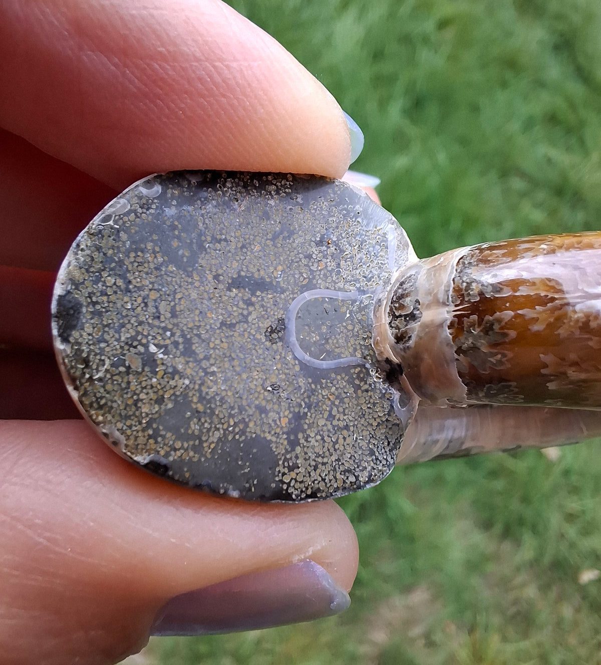Polished Ammonite, Fossil (Ref: AMM1)
