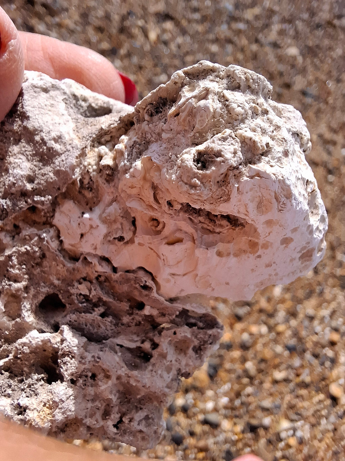 Fossilised Coral replaced by Chalcedony/Agate, Fossil (Ref: FCA1)
