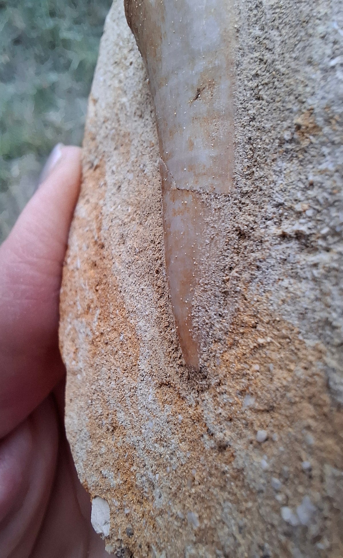 Enchodus Sabre Tooth, Fossil (Ref: ES1)