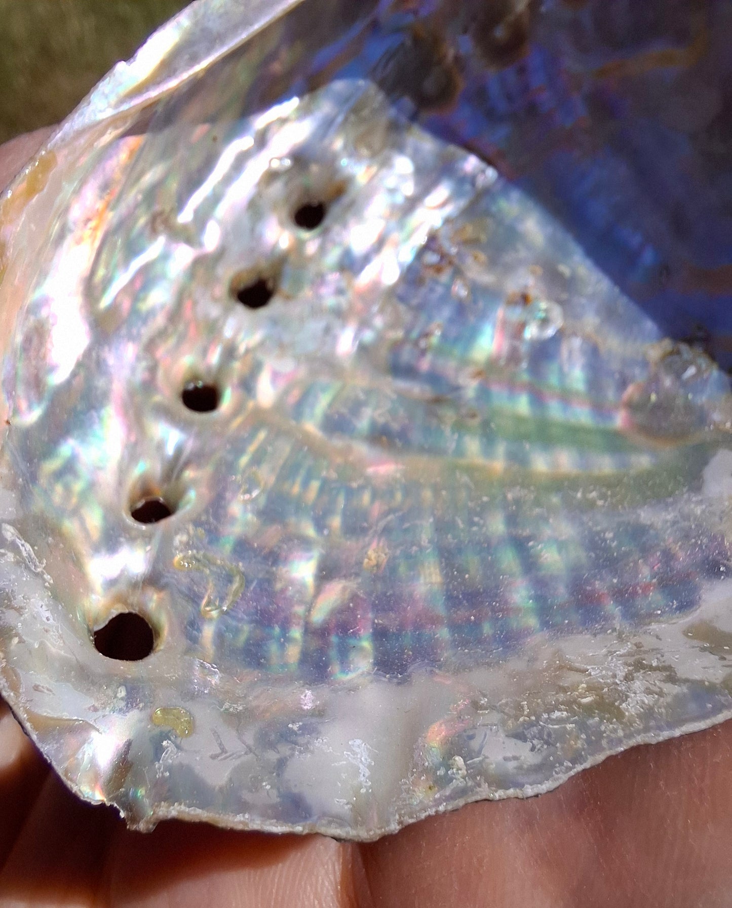 Abalone Shell, (Ref: SH1)