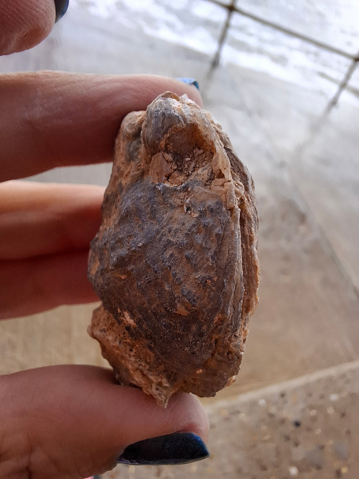 Chalcedony Oyster, Fossil (Ref: FO3)