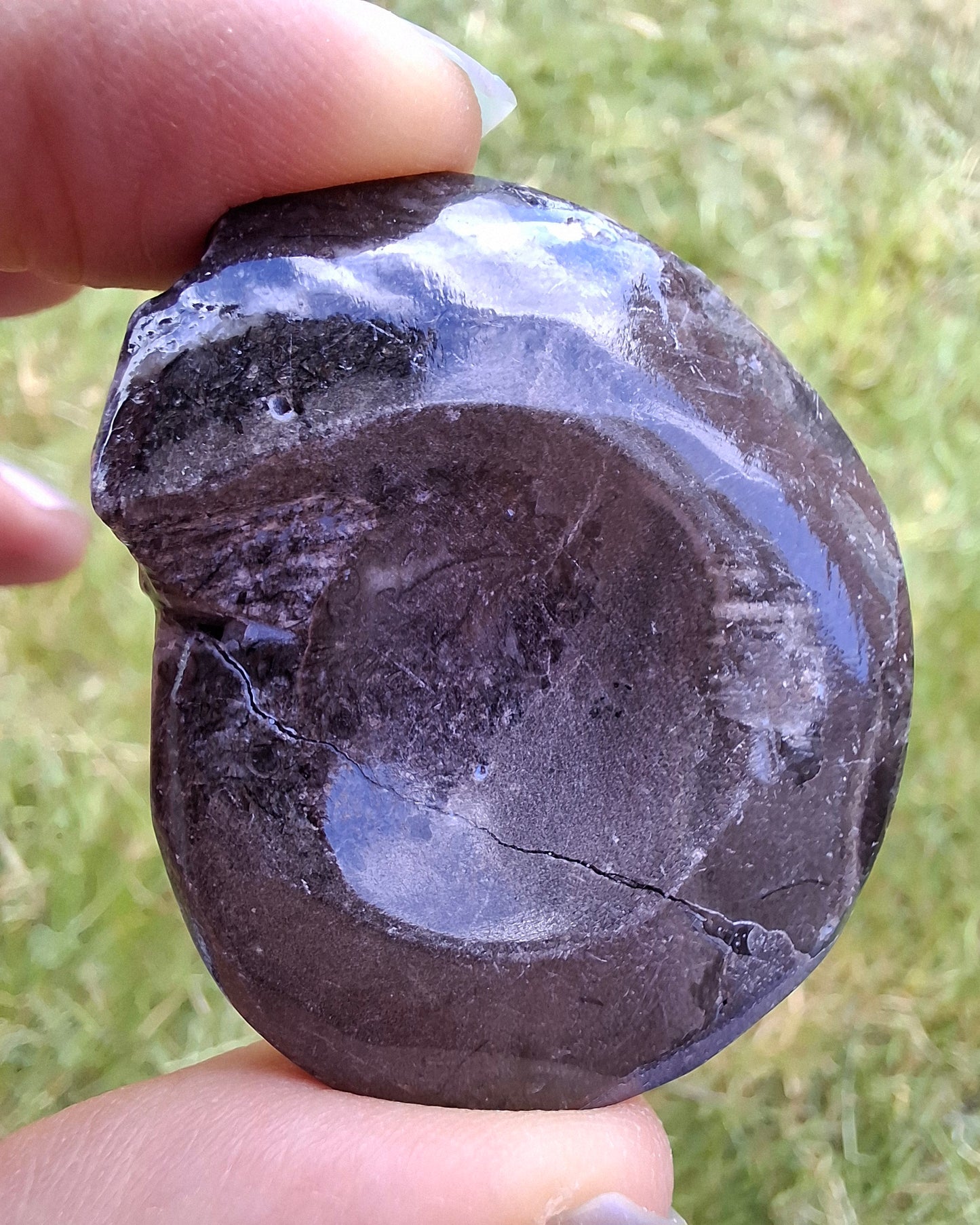 Goniatite, Fossil (Ref: GA6)