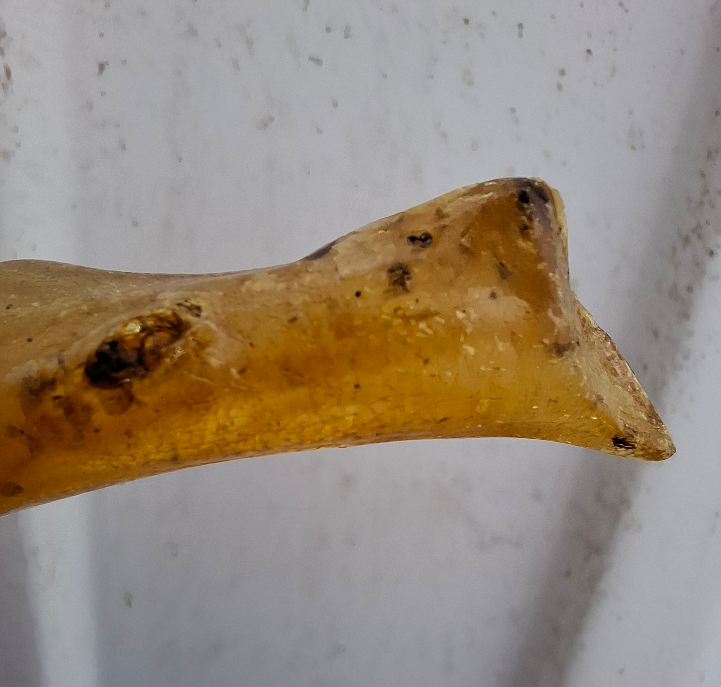 Copal Young Amber with INSECTS inside, 5.07g, Fossil (Ref: CA35)