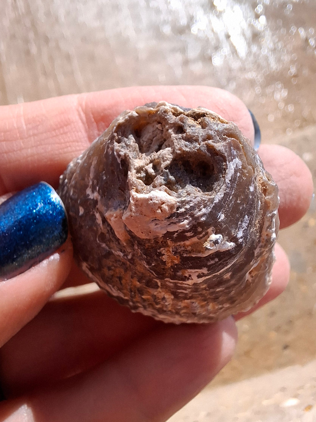 Chalcedony Oyster, Fossil (Ref: FO4)