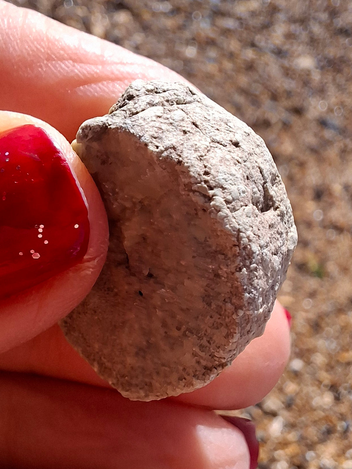 Sauropod Dinosaur Coprolite, 9.31g, Fossil (Ref: DP2)