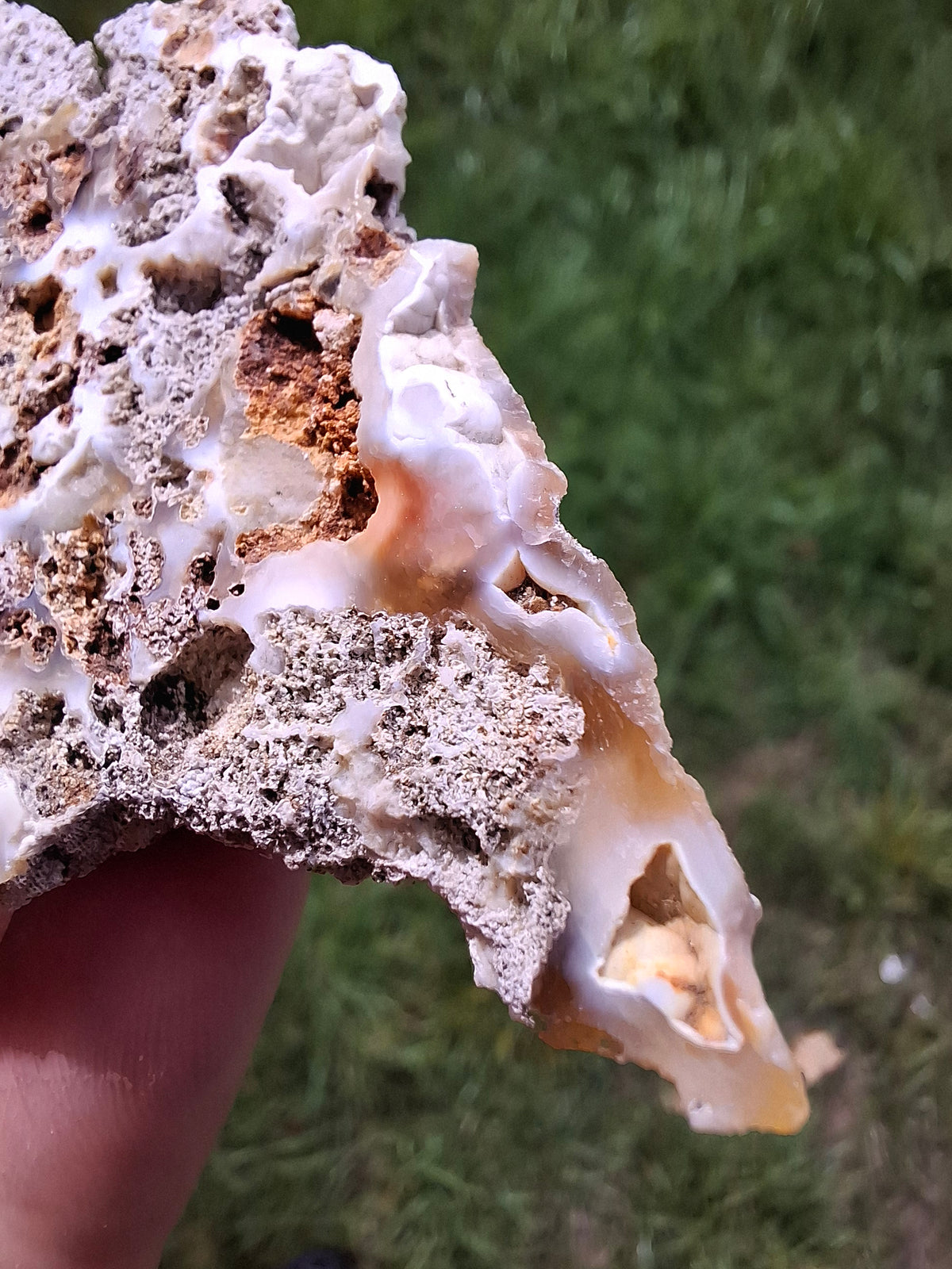 Fossilised Coral replaced by Chalcedony/Agate, Fossil (Ref: FCA2)