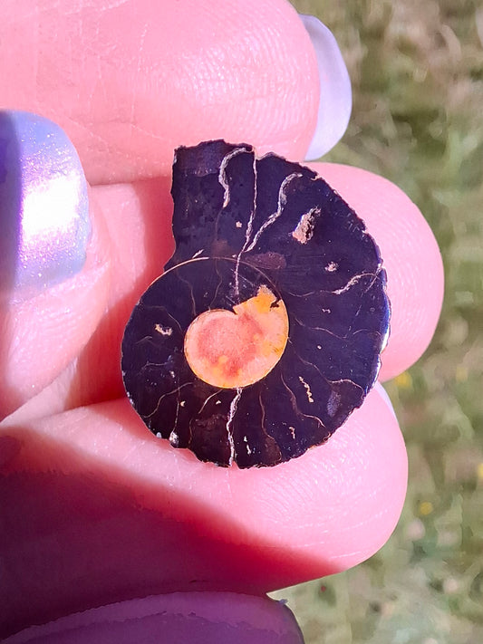 Small Haematite Ammonite HALF, 1.19g, Fossil (Ref: MA11)