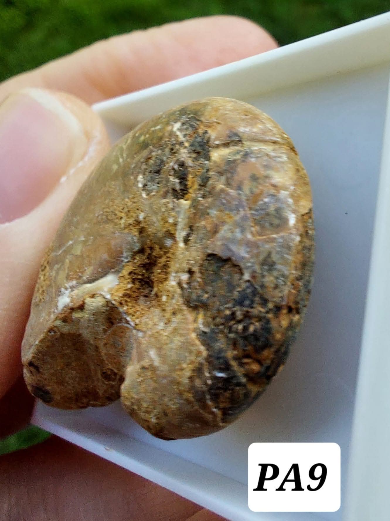 Phylloceras Ammonite, Fossil (Ref: PA9)