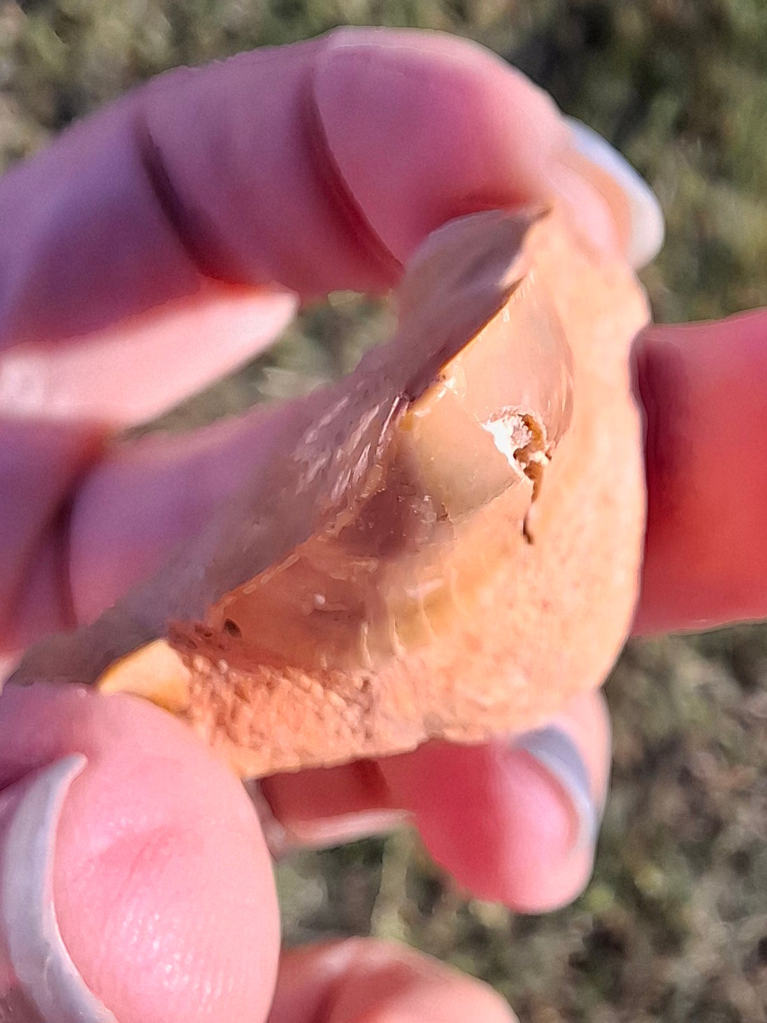 Otodus Shark Tooth, Fossil (Ref: OT 7)