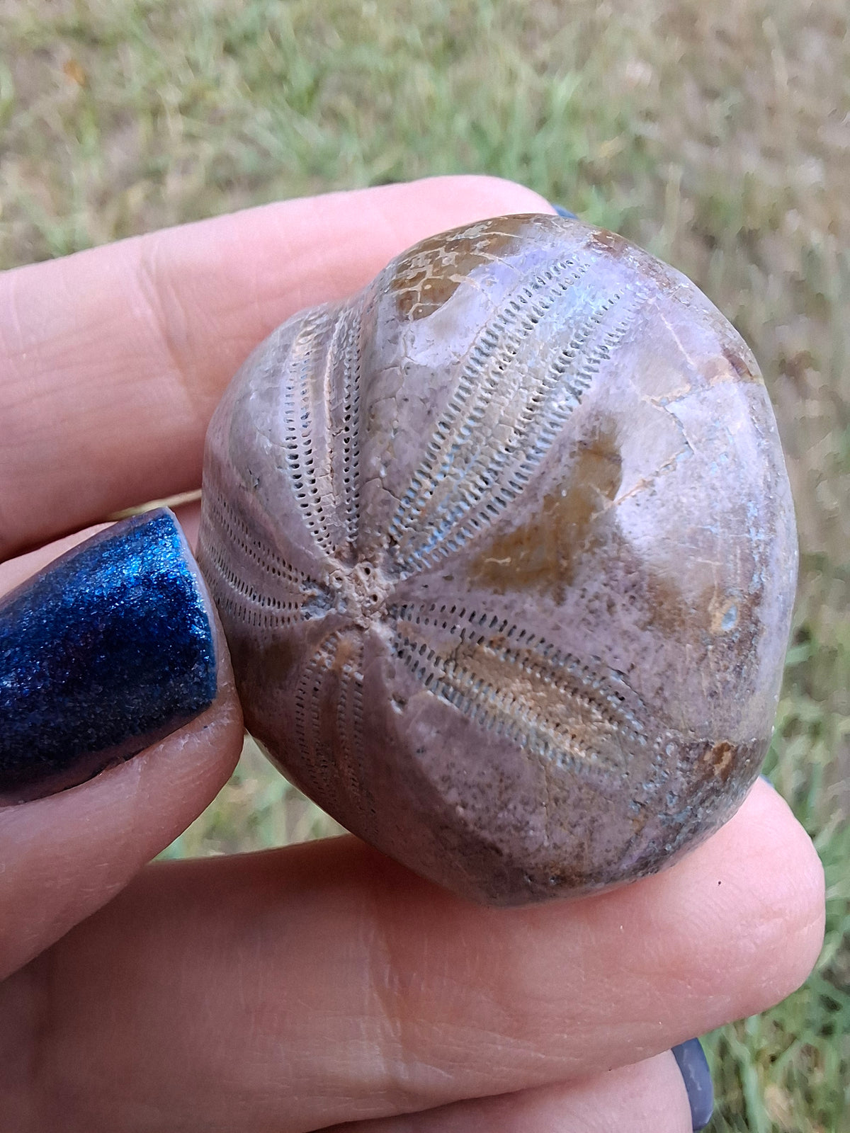 Polished Sea Urchin, Fossil (Ref: SU1)