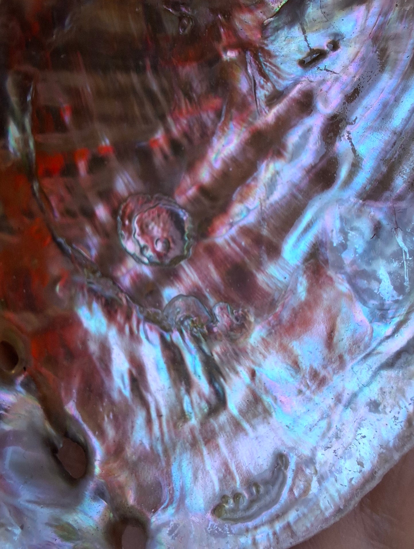 Abalone Shell, (Ref: SH2)