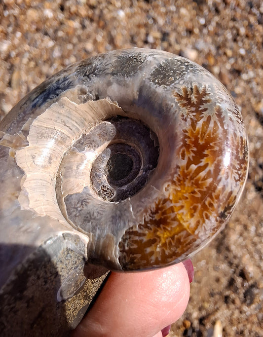 Polished Ammonite, Fossil (Ref: AMM1)