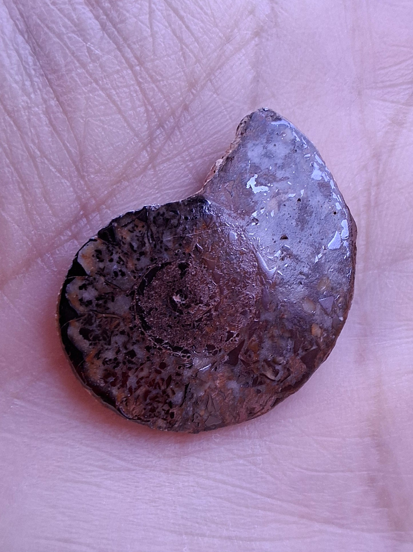 Small Haematite Ammonite HALF, 2.55g, Fossil (Ref: MA8)
