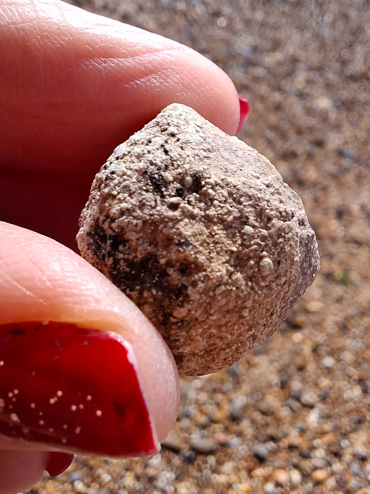 Sauropod Dinosaur Coprolite, 7.32g, Fossil (Ref: DP4)