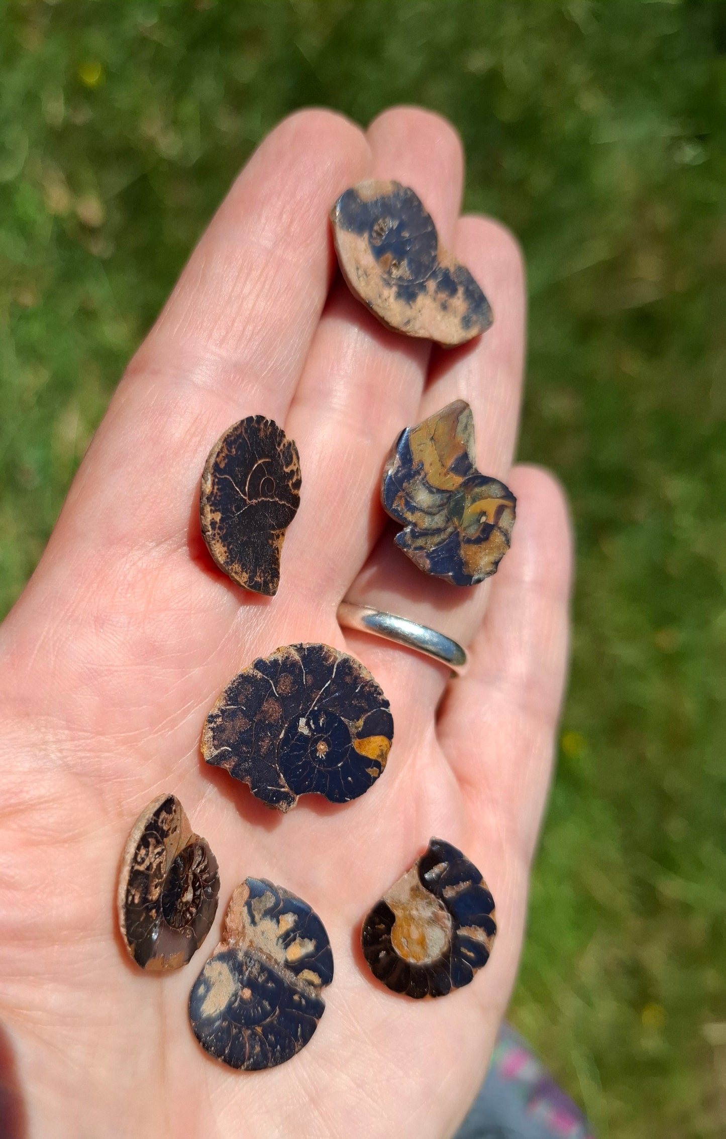 Small Haematite Ammonite Halves BUNDLE, (7 pcs), Fossil (Ref: MA13)