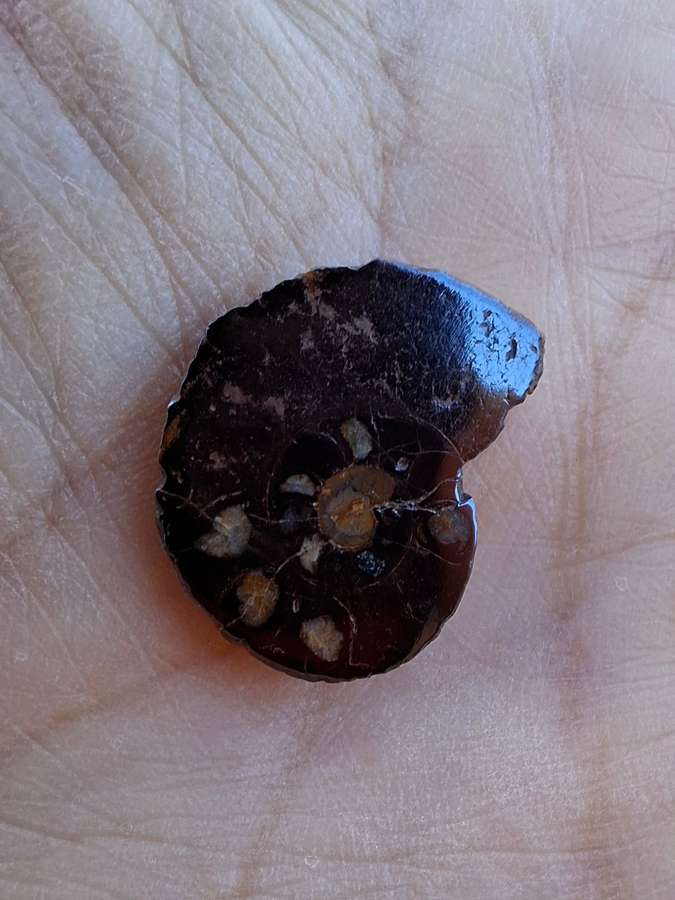 Small Haematite Ammonite HALF, 1.41g, Fossil (Ref: MA6)