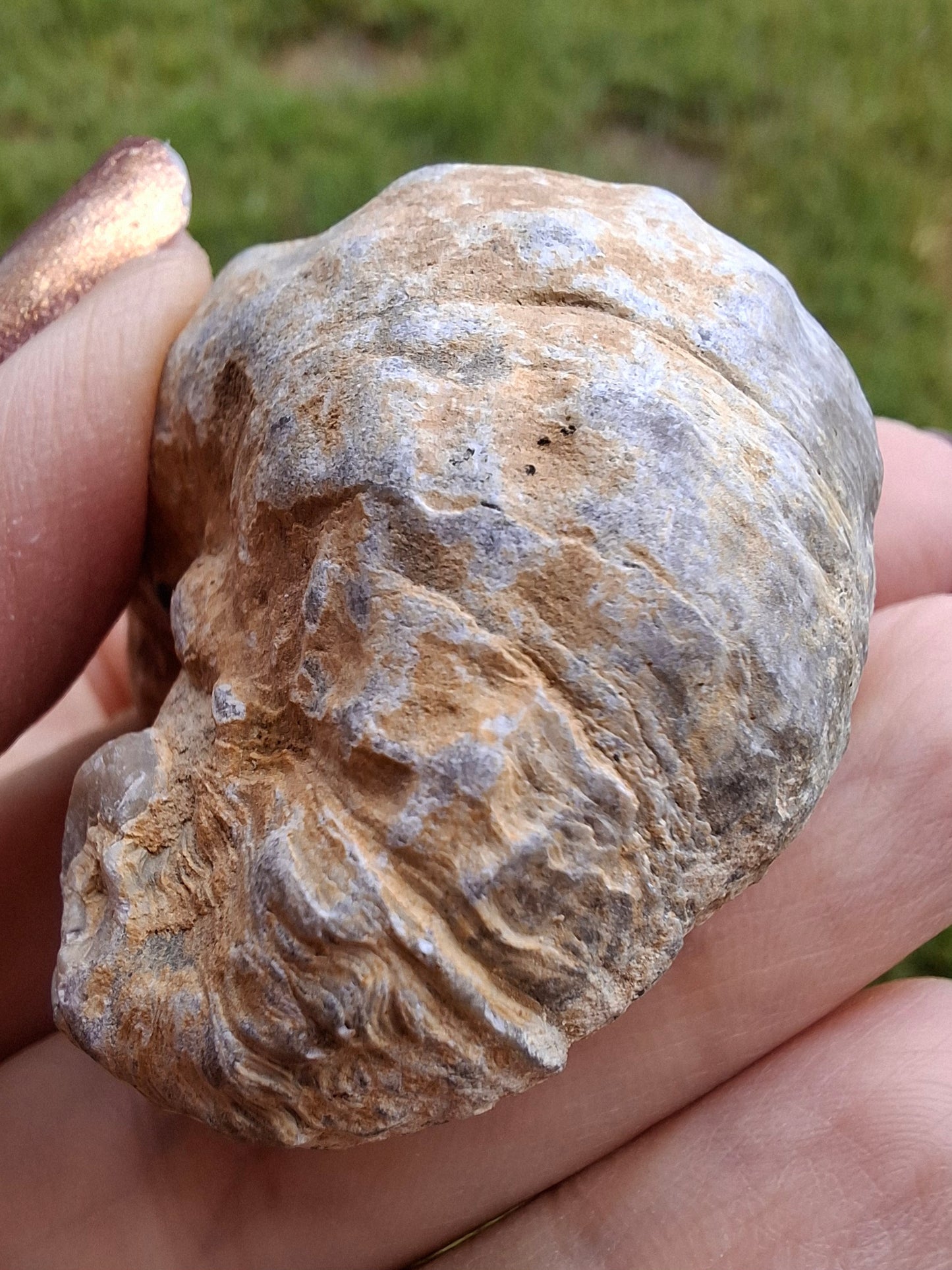 Gryphaea (Devil's Toenail), 57.53g, Fossil (Ref: G2)