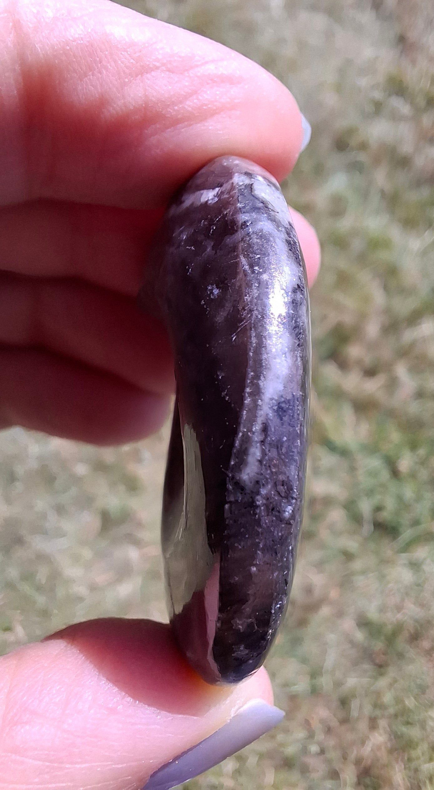 Goniatite, Fossil (Ref: GA6)
