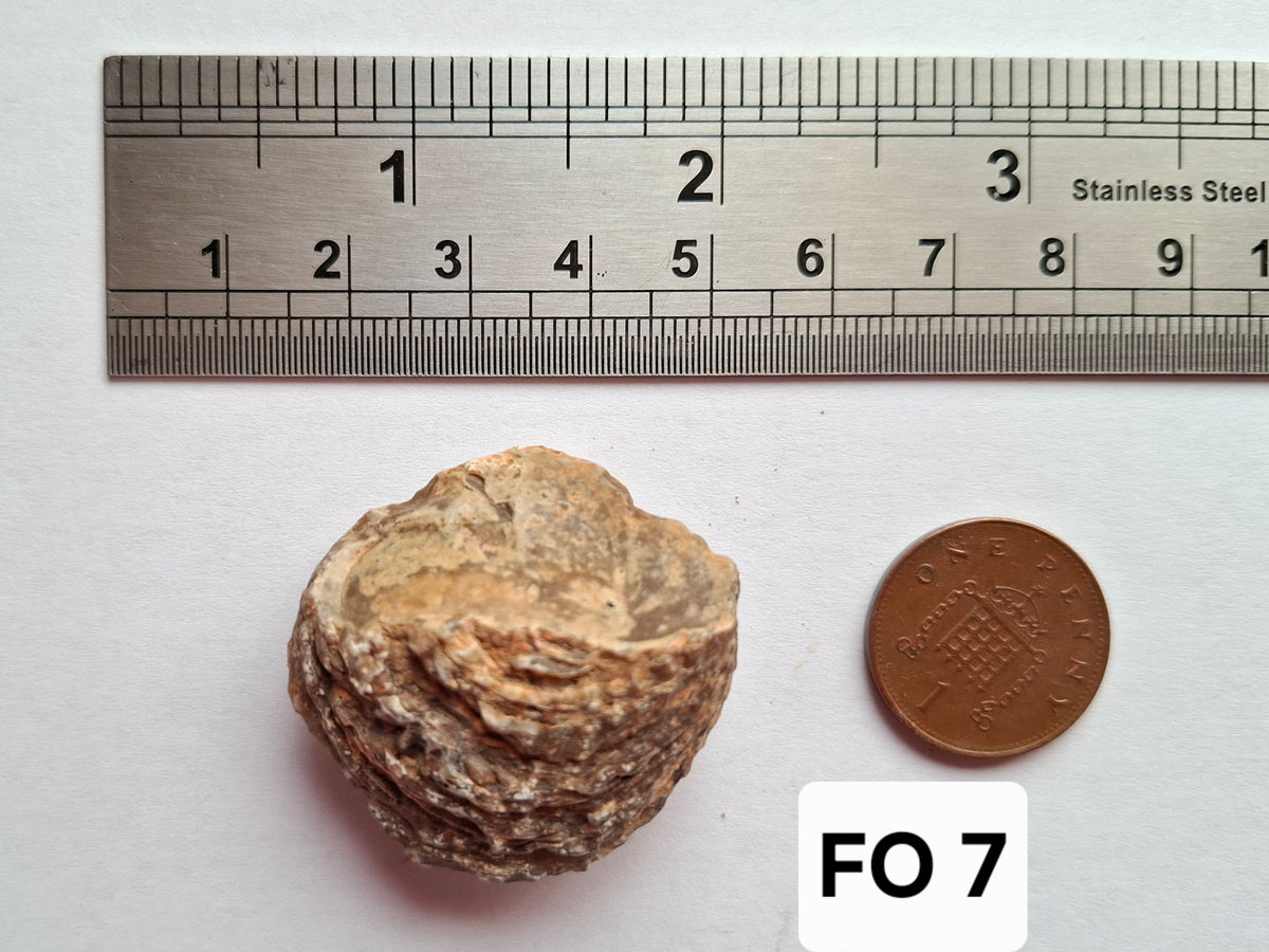 Chalcedony Oyster, Fossil (Ref: FO7)