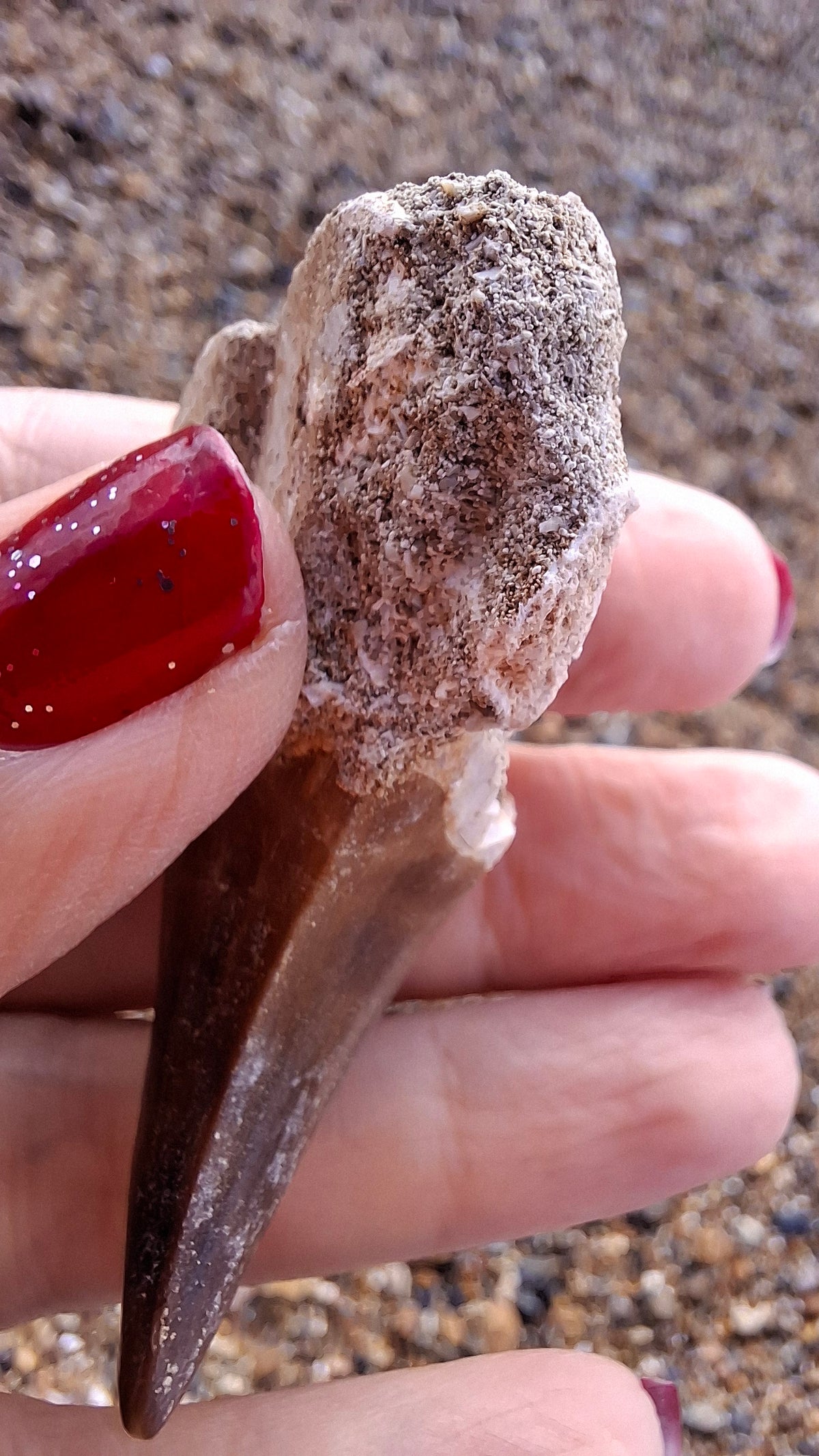 Mosasaurus Tooth with matrix, Fossil, (Ref: MTM1)