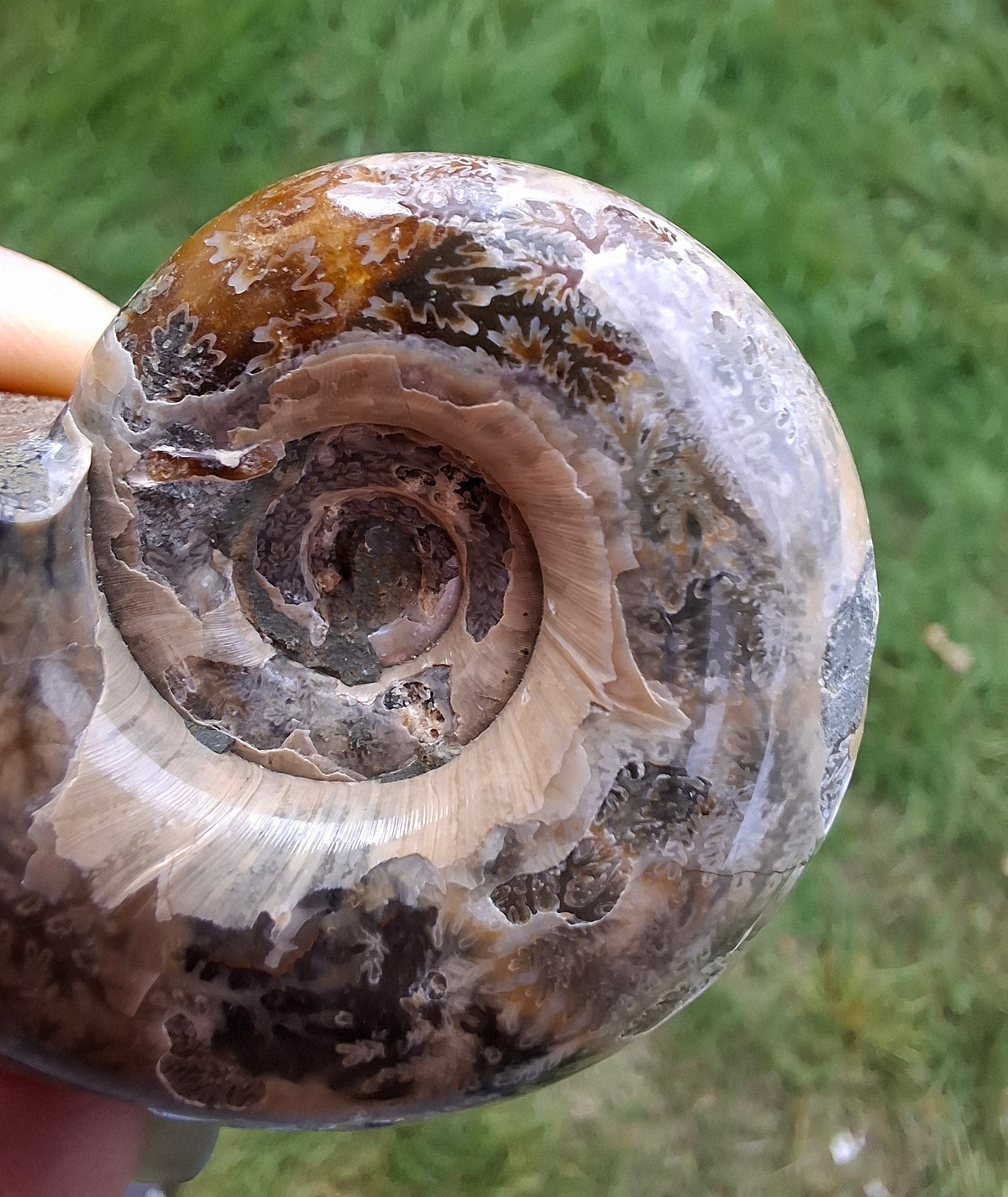 Polished Ammonite, Fossil (Ref: AMM1)