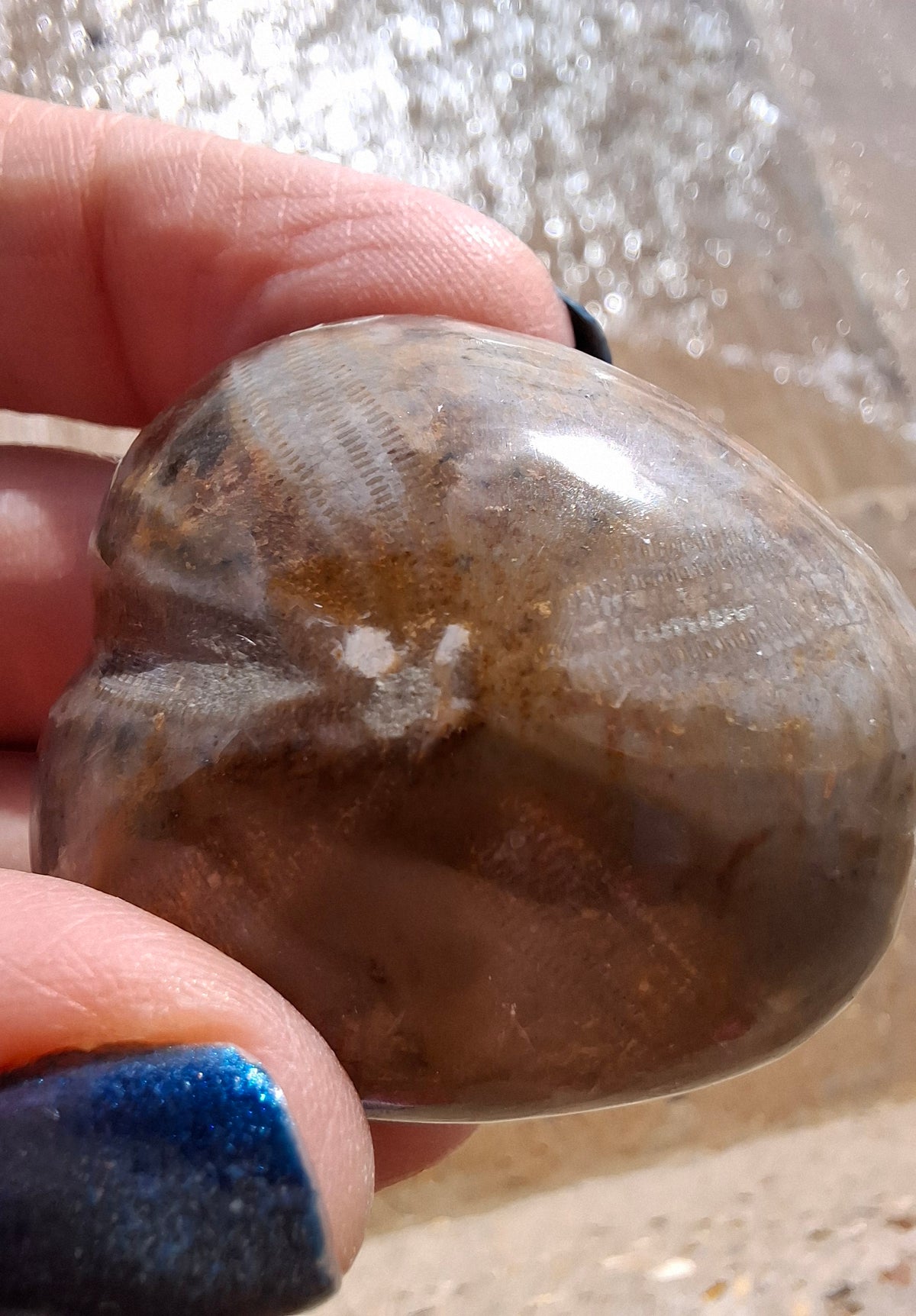 Polished Sea Urchin, Fossil (Ref: SU3)