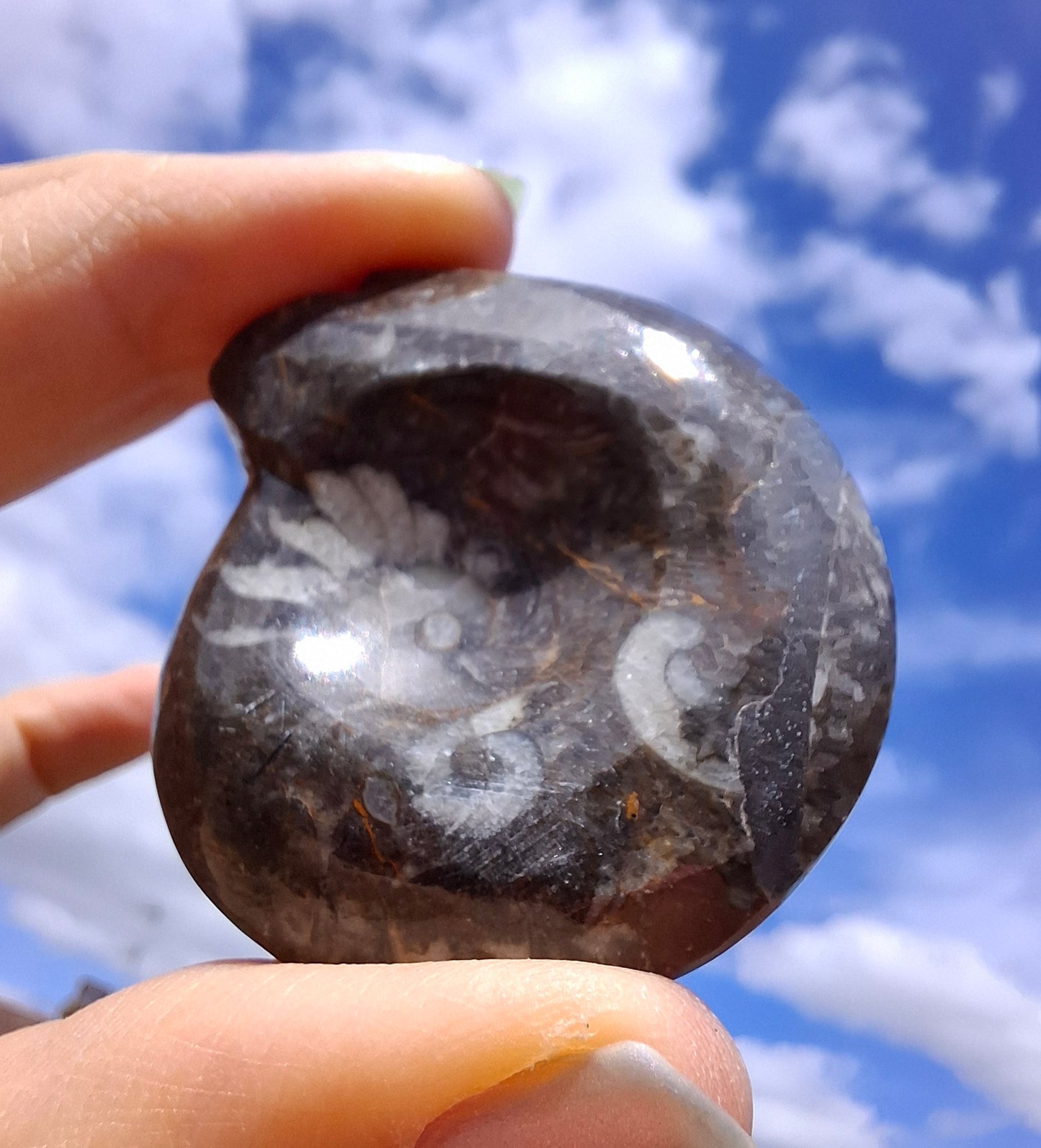 Goniatite, Fossil (Ref: GA1)