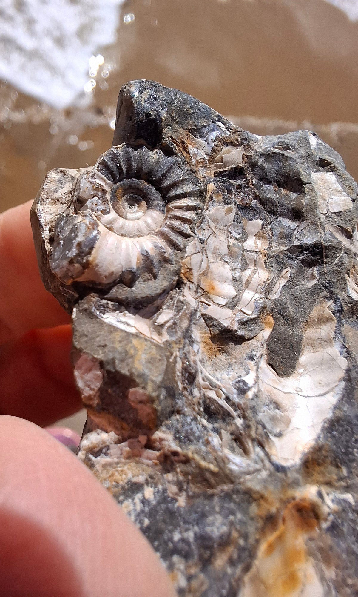 Ammonite Cluster, Fossil (Ref: ACL3)