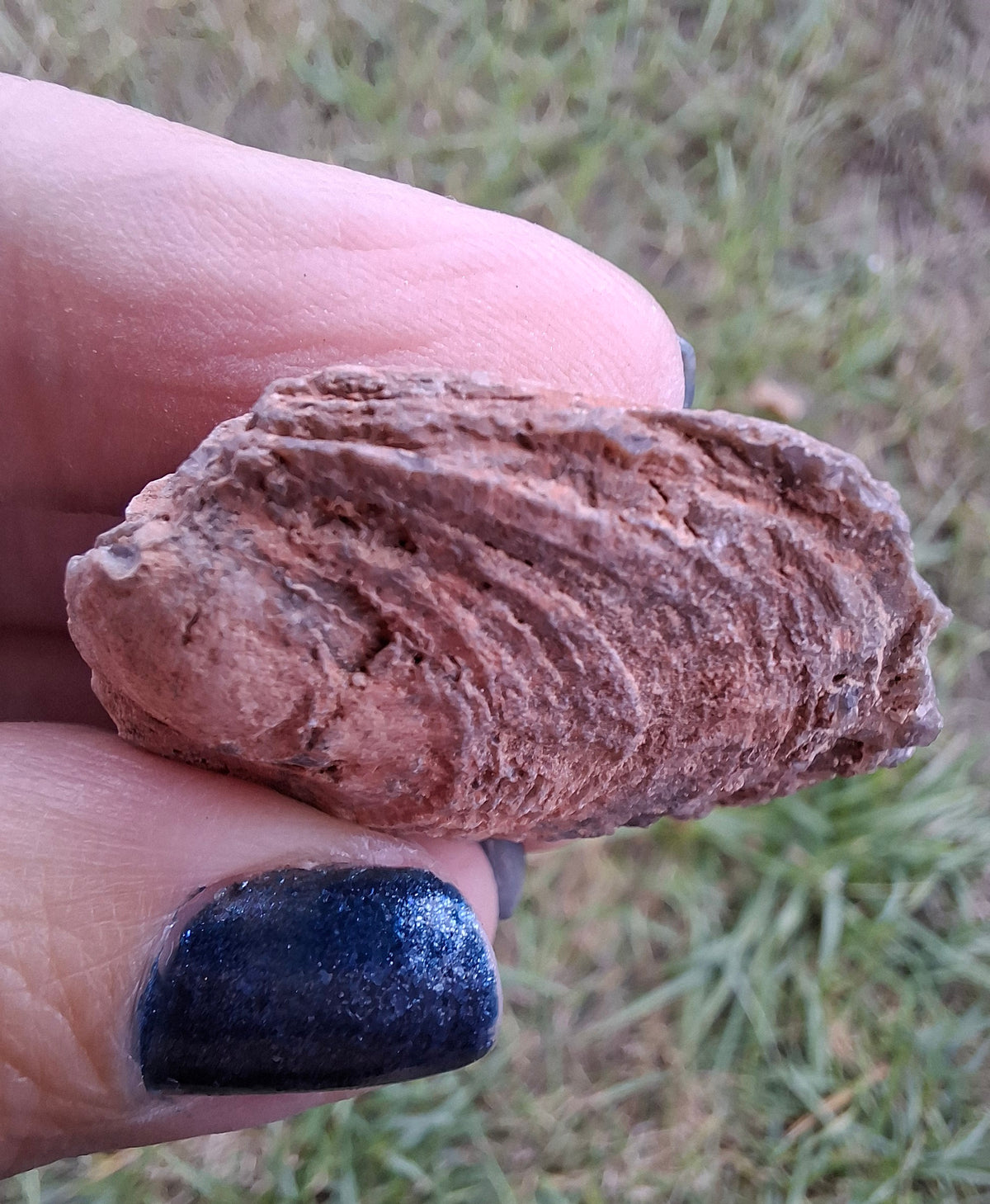 Chalcedony Oyster, Fossil (Ref: FO9)