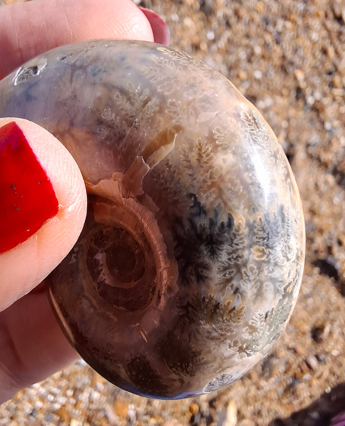 Polished Ammonite, Fossil (Ref: AMM1)