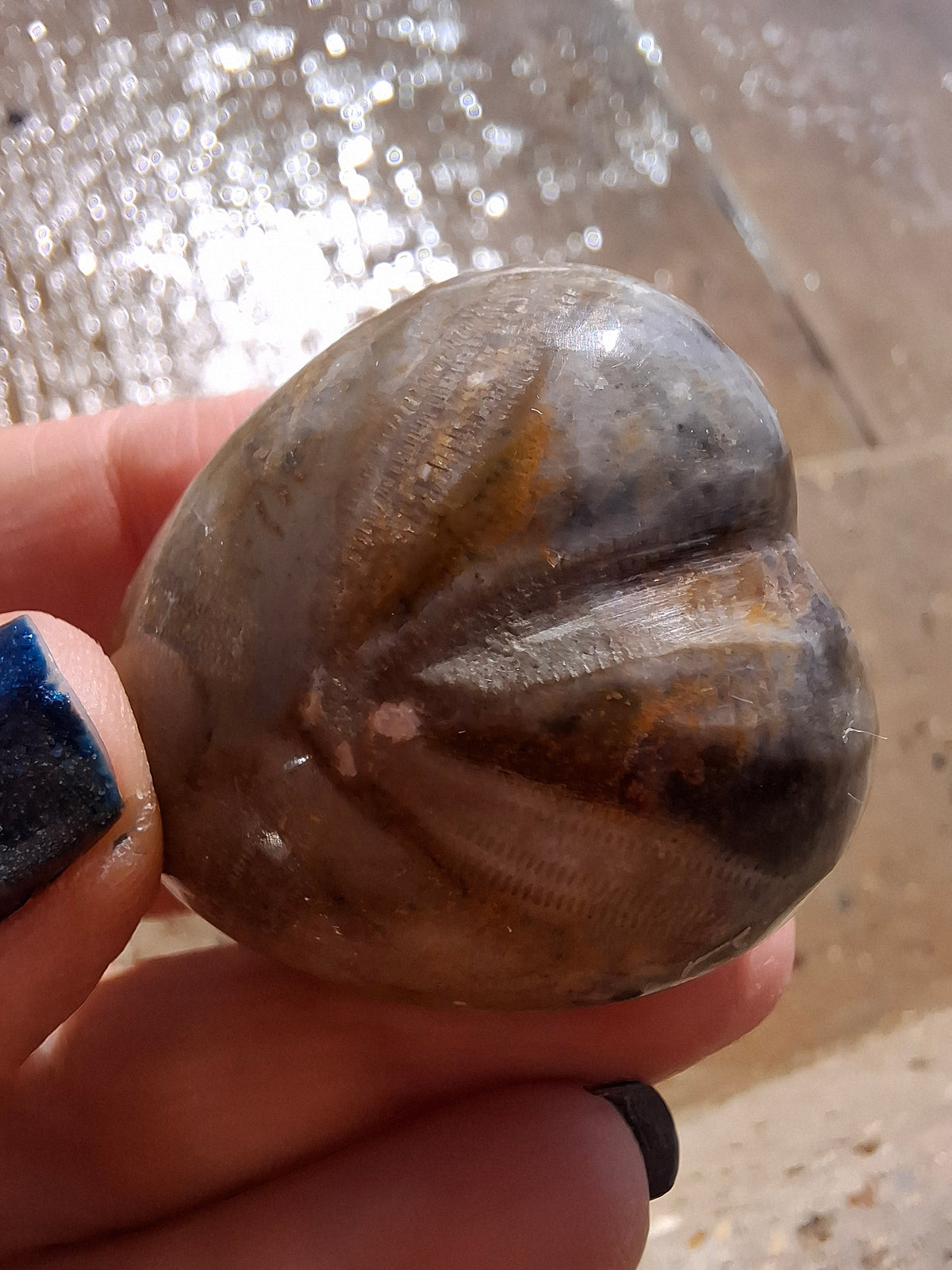 Polished Sea Urchin, Fossil (Ref: SU3)