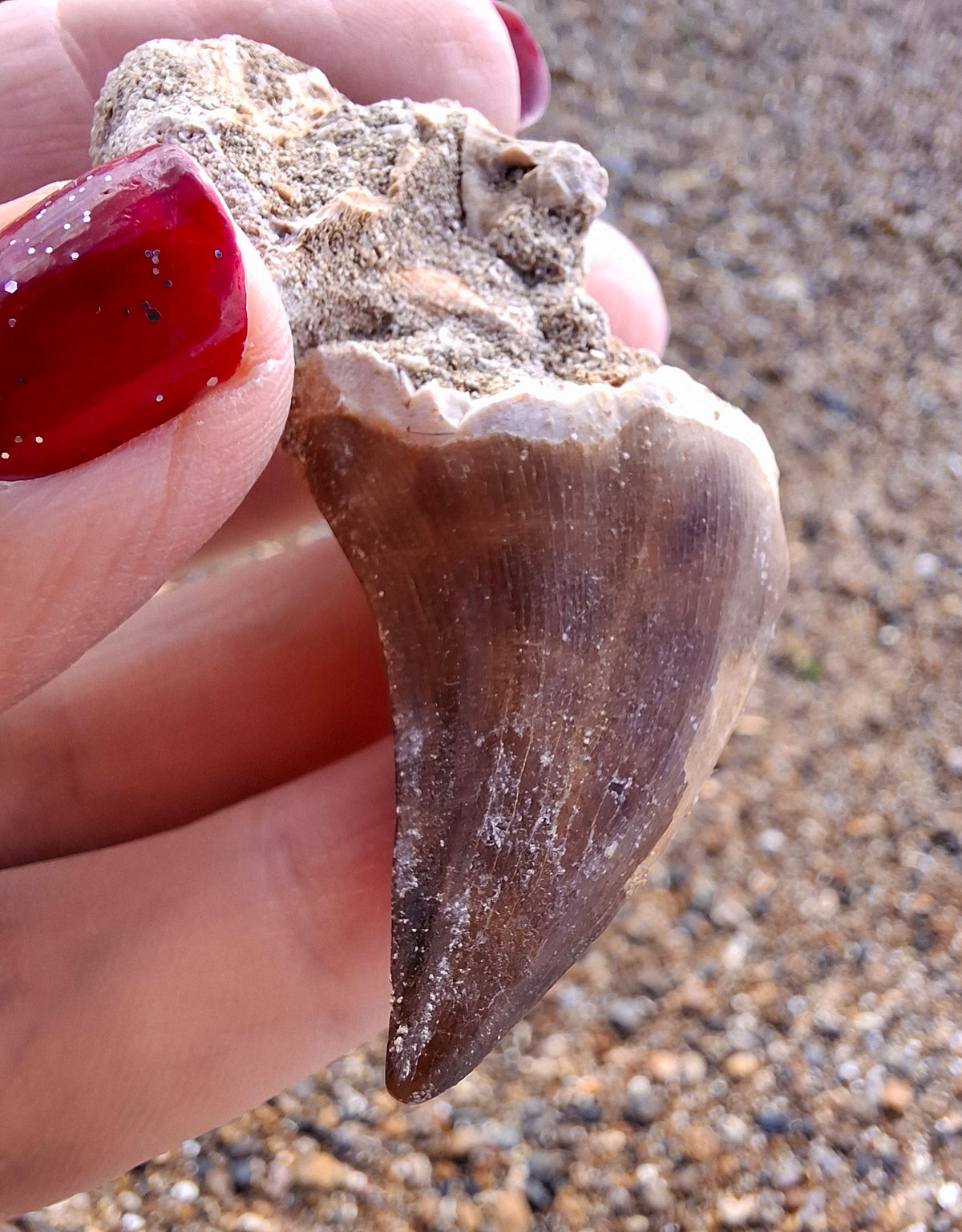 Mosasaurus Tooth with matrix, Fossil, (Ref: MTM1)