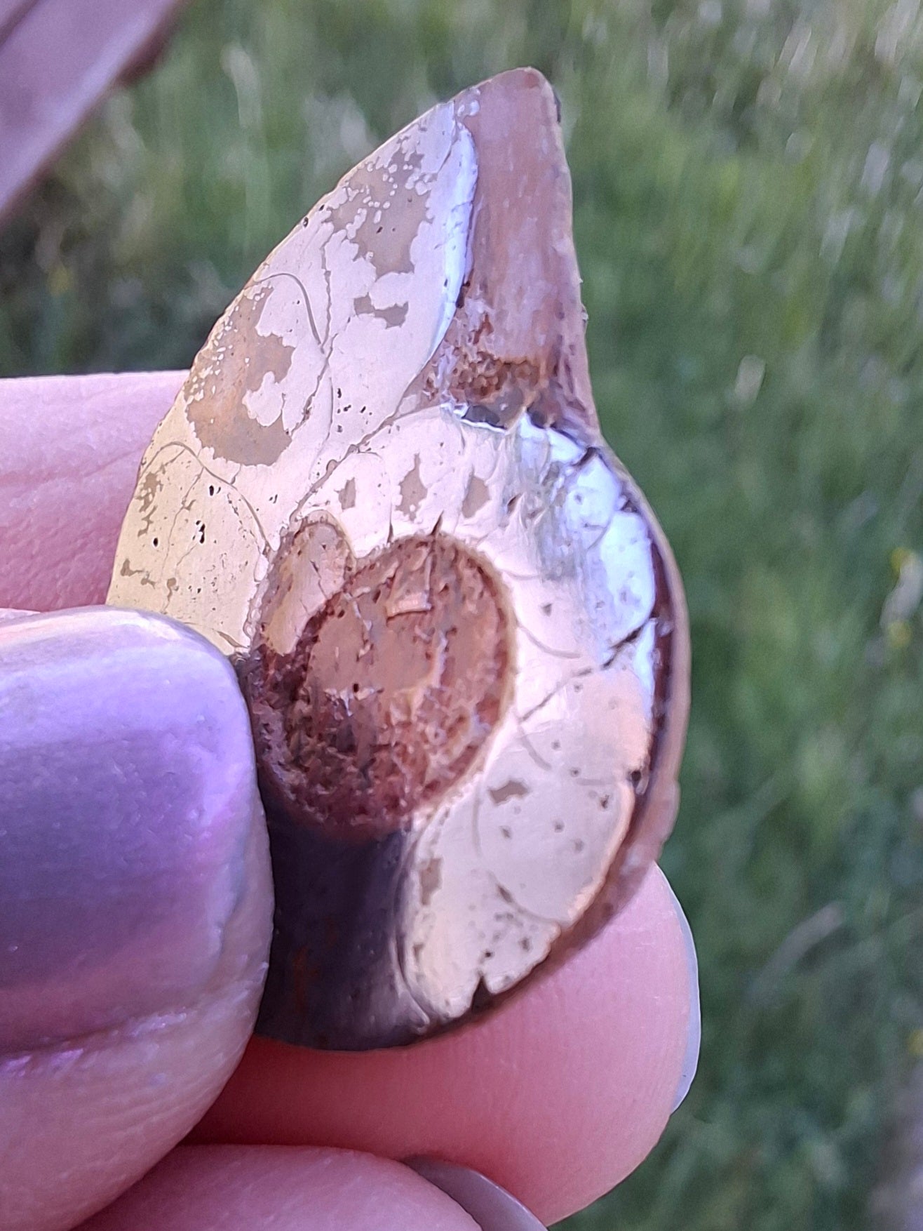Small Haematite Ammonite HALF, (2.91g), Fossil (Ref: MA1)