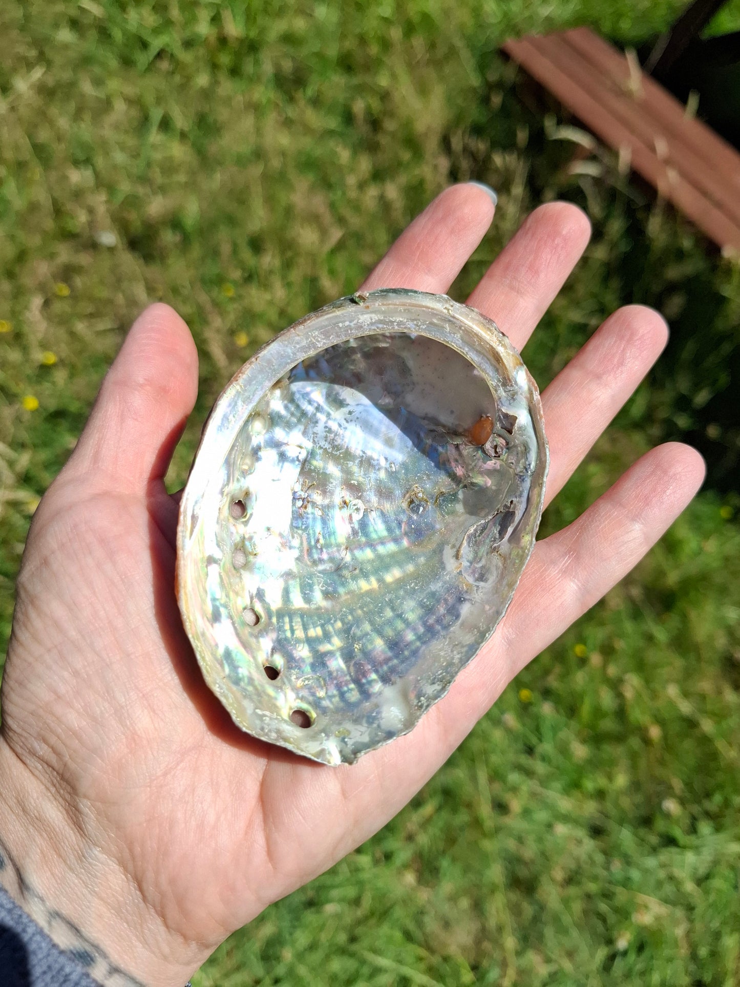 Abalone Shell, (Ref: SH1)