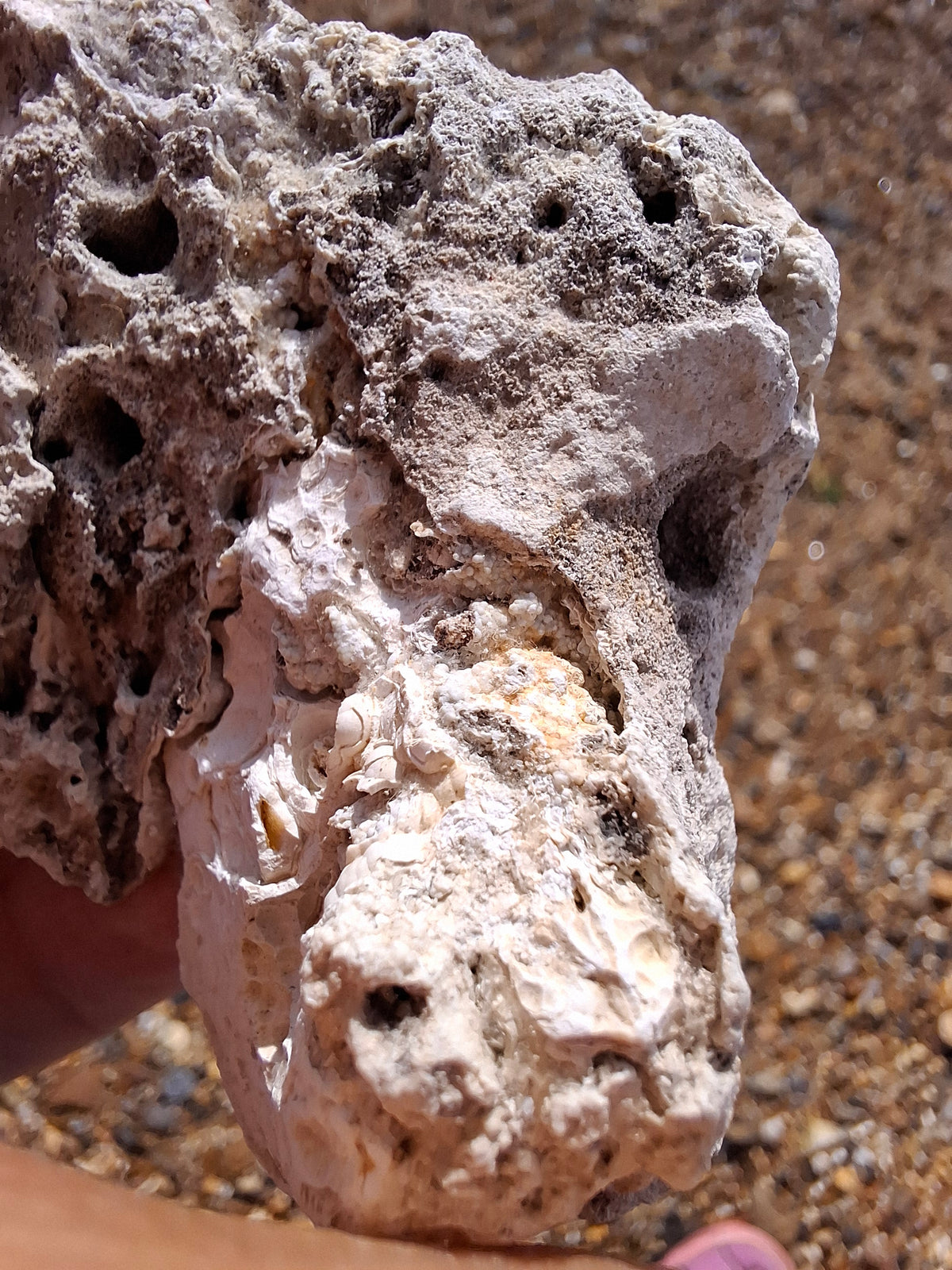 Fossilised Coral replaced by Chalcedony/Agate, Fossil (Ref: FCA1)