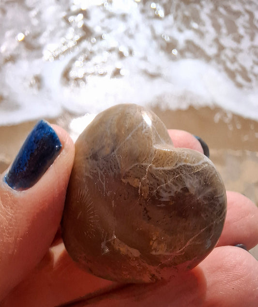 Fossil Coral Heart, (Ref:CoH1)